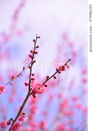 Plum blossom  47996205