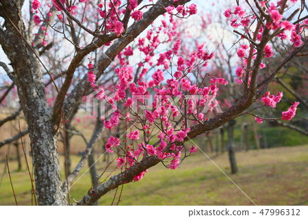 花紅色花 花紅色花 47996312