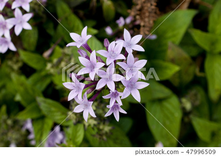 Pentas Pentas 47996509