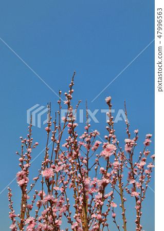 紅桃花 47996563