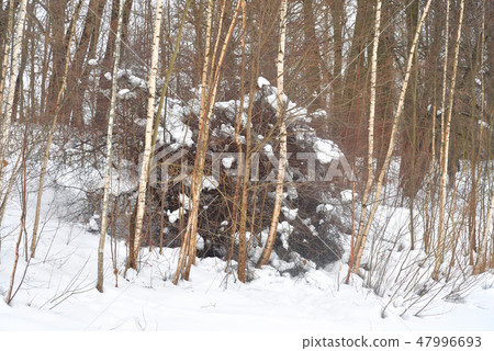 Trees and bushes in deciduous forest, 47996693