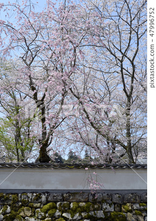 Spring Mitsui-ji 47996752