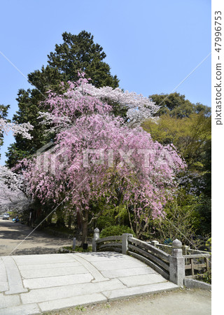 Spring Mitsui-ji Spring Mitsui-ji 47996753