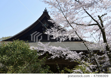 春天三井Kanpo 47996909