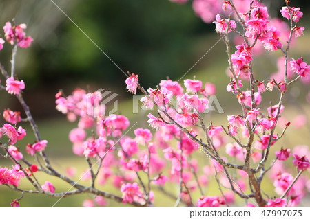 Pink plum blossoms Pink plum blossoms 47997075