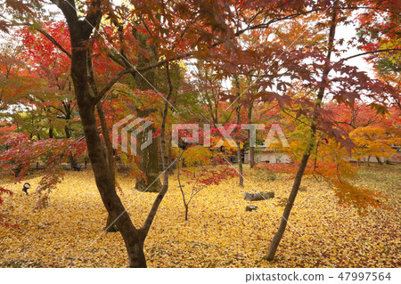[Kyoto] Autumn leaves of Eikando 47997564