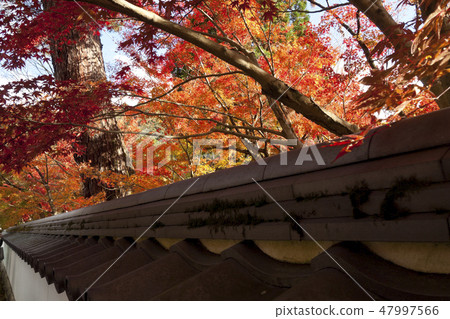 [Kyoto] Autumn leaves of Eikando 47997566