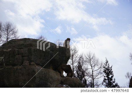 冬季動物公園猴猴猴 47997648