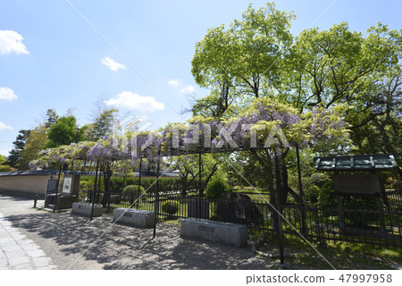 Saidaiji Wisteria Shelf Saidaiji Wisteria Shelf 47997958