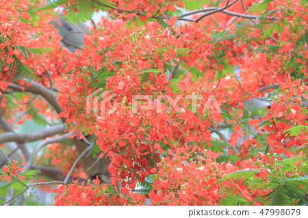 red flower of delonix regia red flower of delonix regia 47998079