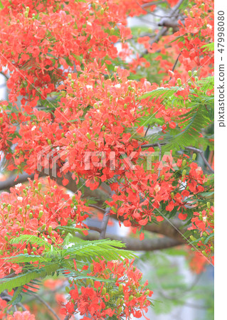 red flower of delonix regia red flower of delonix regia 47998080
