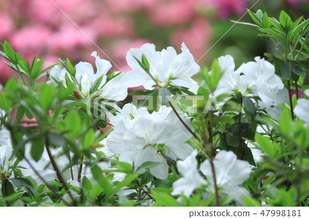 Beautiful pink rhododendron flowers Beautiful pink rhododendron flowers 47998181