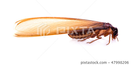 flying termite on white background flying termite on white background 47998206