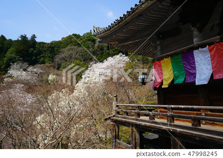 Hasegaji cherry tree Hasegaji cherry tree 47998245