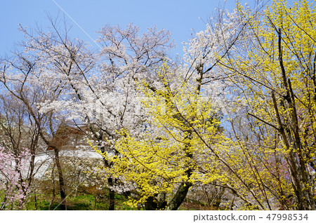 Hasegaji cherry tree 47998534