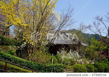 Hasegaji cherry tree 47998536