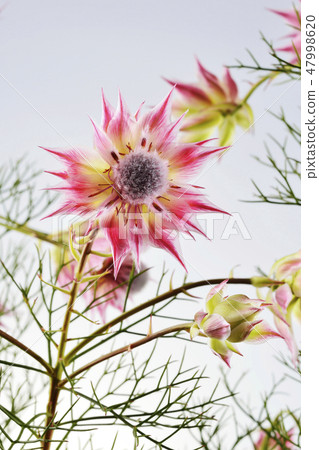 西莉亞花 47998620