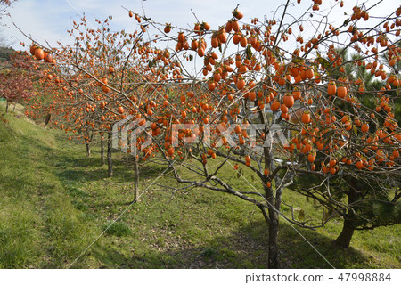 Zen sa temple in autumn Zen sa temple in autumn 47998884