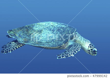 Sea Turtle Sea Turtle 47999142