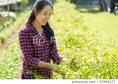 Asian woman farmer picking chili peppers in field 47999277