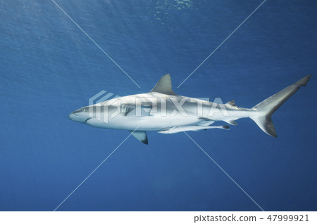 Grey Reef Shark 47999921