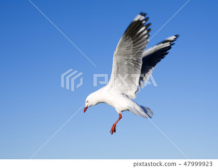 Seagull Seagull 47999923