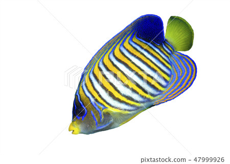 Regal Angelfish 47999926