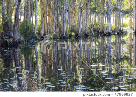 Reflections in a Swamp Reflections in a Swamp 47999927