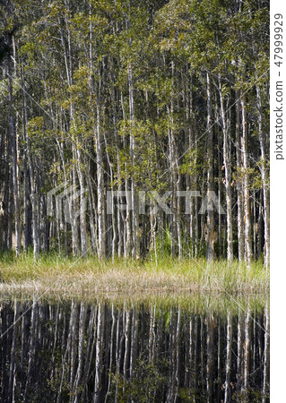 Reflections in a Swamp 47999929