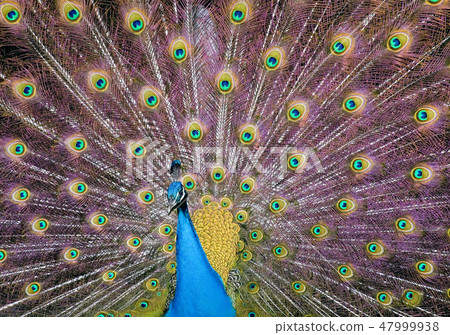 Peacock 47999938