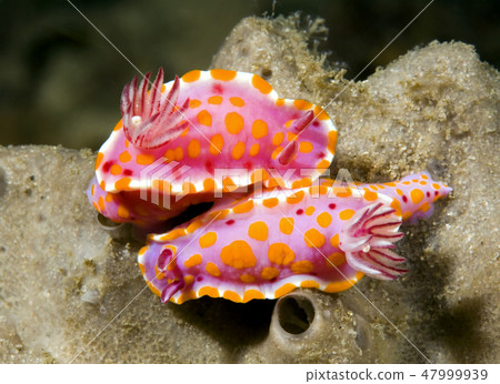 Nudibranchs 47999939