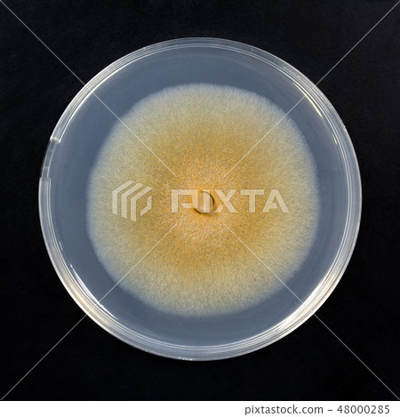 Colletotrichum sp。炭疽菌炭疽細菌培養物培養孢子菌絲體 48000285