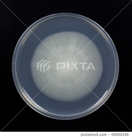 Geotrichum Geotrichum genus Milk rotting mold culture culture spore hyphae 48000286