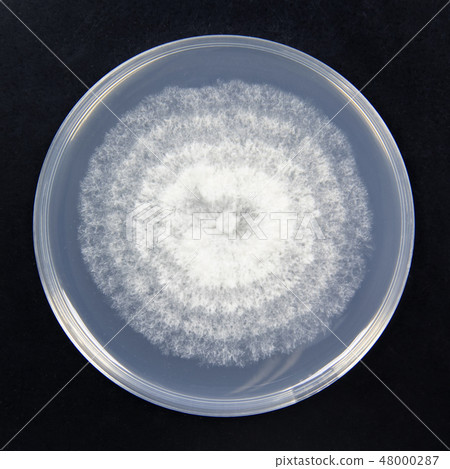 Phytophthora Phytophthora genus Pesticide blight bacterial culture culture Ovarian 48000287