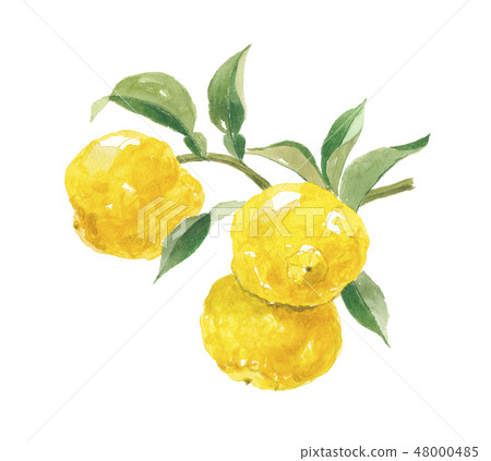Yuzu Yuzu 48000485
