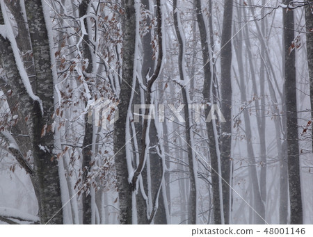 Tsukiyama山毛櫸森林的雪景 48001146
