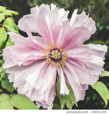 Single pink peony flower petal in full blossom  48001244