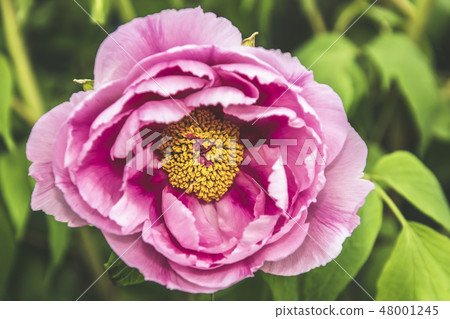 Single pink peony flower petal in full blossom  48001245