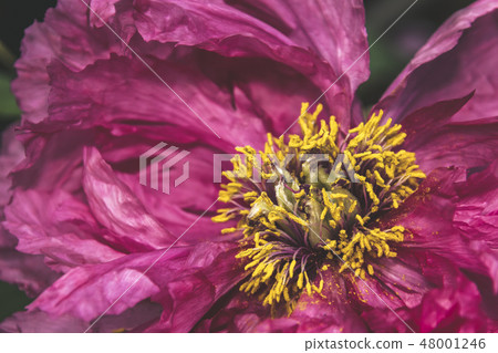 Single pink peony flower petal in full blossom  48001246