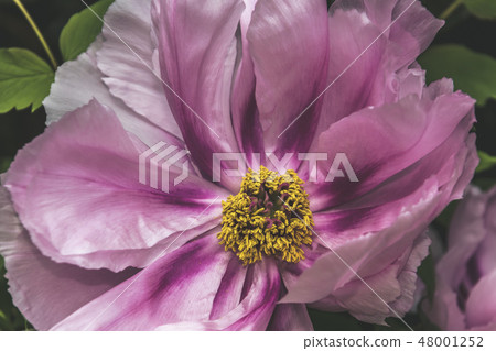 Single pink peony flower petal in full blossom  48001252