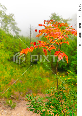 Climbing path of autumn leaves (Wakayama cho, Asago-shi, Hyogo prefecture) continuing to "Ookurabe mountain" Climbing path of autumn leaves (Wakayama cho, Asago-shi, Hyogo prefecture) continuing to "Ookurabe mountain" 48001959