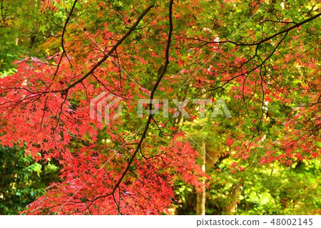 Autumn leaves of Yoshimizuen in Akiota Hiroshima prefecture Autumn leaves of Yoshimizuen in Akiota Hiroshima prefecture 48002145