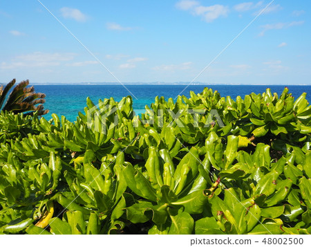 毛里求斯鬱鬱蔥蔥的綠色海岸，Kutakajima，沖繩縣 48002500