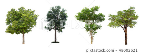 The collection of trees on white background. The collection of trees on white background. 48002621