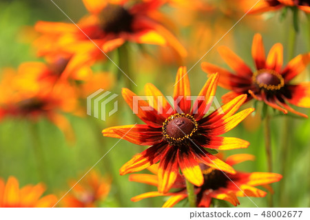 Plants of the Asteraceae plant Rudbeckia Plants of the Asteraceae plant Rudbeckia 48002677