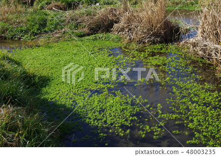 小川和水生植物 48003235