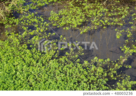 小川的水生植物 48003236