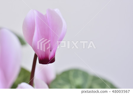Mini cyclamen 48003567
