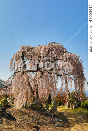 Split cherry blossoms of Ishin-ji Split cherry blossoms of Ishin-ji 48003913