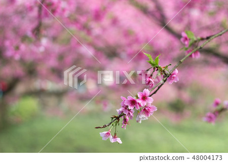 Beautiful cherry blossoms at the Tianyuan Palace in Tamsui 48004173